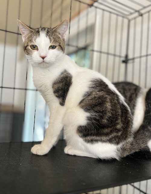 BUTTERFLY, Young Tabby (short coat), cat for adoption in Florence, Alabama