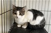 adoptable Cat in capshaw, AL named DAMSELFLY