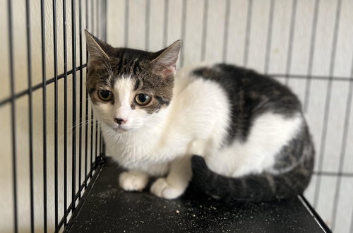 DAMSELFLY, Young Tabby (short coat), cat for adoption in Florence, Alabama