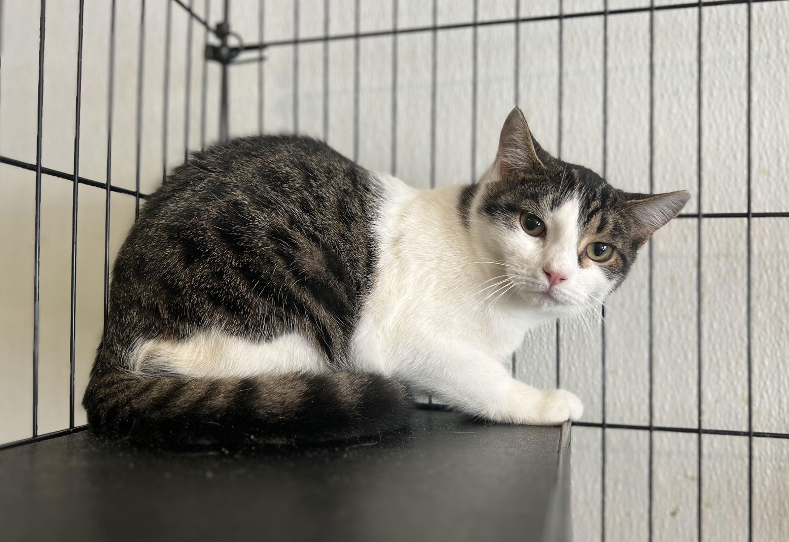 adoptable Cat in Capshaw, AL named MAYFLY