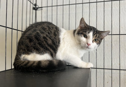 MAYFLY, Young Tabby (short coat), cat for adoption in Florence, Alabama