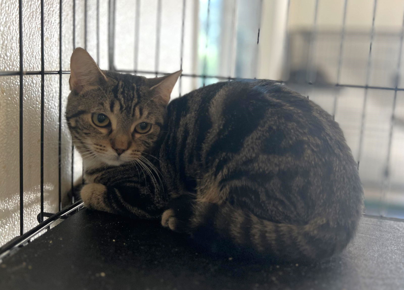 adoptable Cat in Capshaw, AL named DRAGONFLY