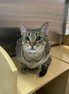 adoptable Cat in , AL named MARGARINE