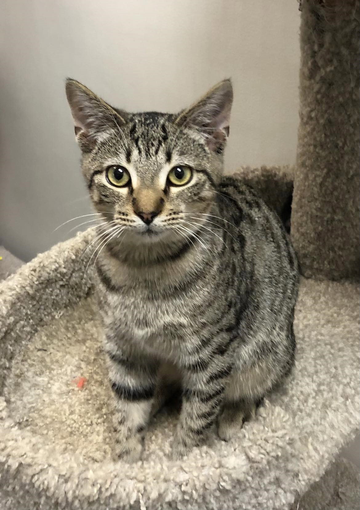Cats for Adoption in East Florence, Alabama Alpha Paw