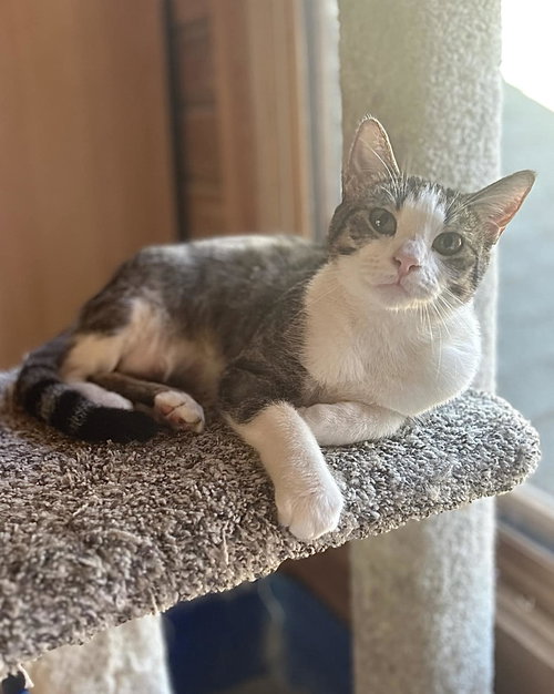 BRIGHTSIDE, Young Tabby (short coat), cat for adoption in Florence, Alabama