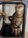 adoptable Cat in capshaw, AL named DARJEELING MM