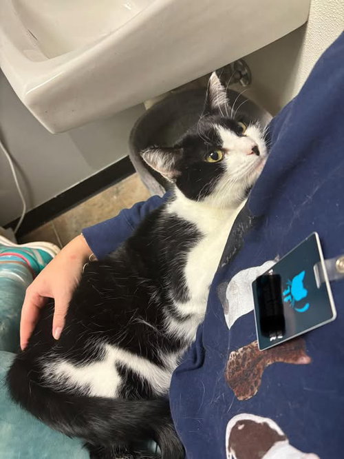 OPAL, Adult Domestic Short Hair (short coat), cat for adoption in Florence, Alabama