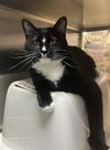 adoptable Cat in Capshaw, AL named DIAMOND