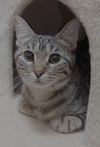 adoptable Cat in Capshaw, AL named DAPHNE