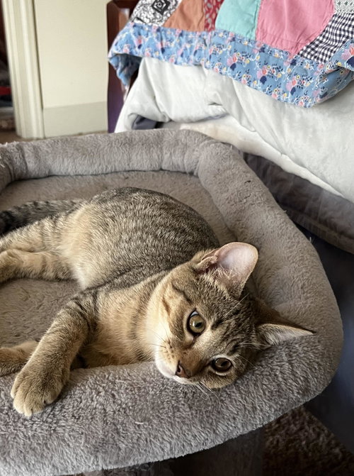 MIKEY, Young Tabby (short coat), cat for adoption in Florence, Alabama