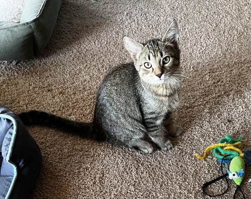MONTE, Young Tabby (short coat), cat for adoption in Florence, Alabama