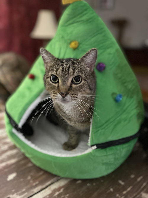 FORREST, Adult Tabby (short coat), cat for adoption in Florence, Alabama
