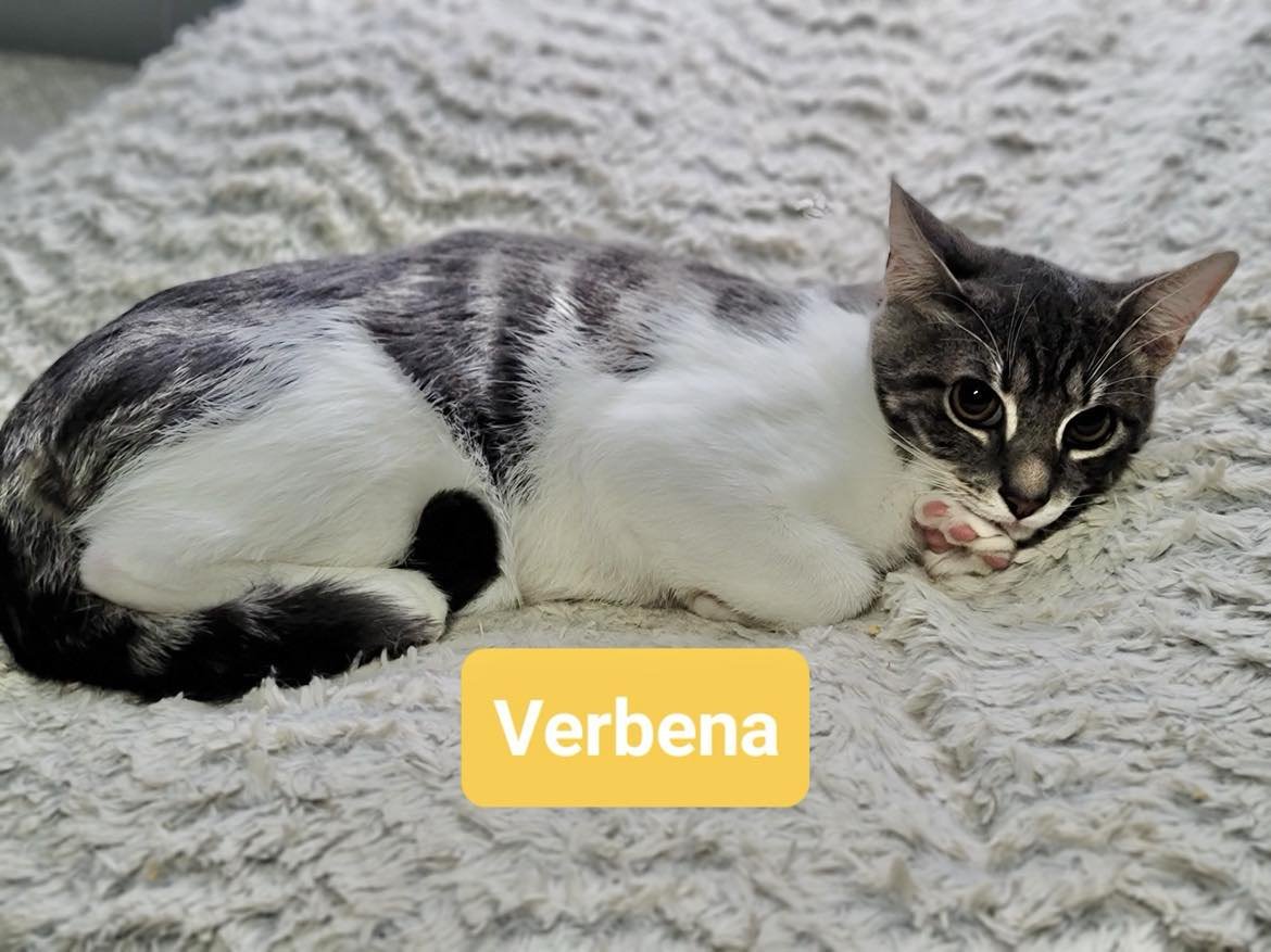 adoptable Cat in Capshaw, AL named VERBENA