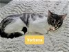 adoptable Cat in  named VERBENA