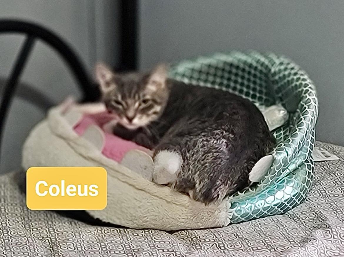 adoptable Cat in Capshaw, AL named COLEUS