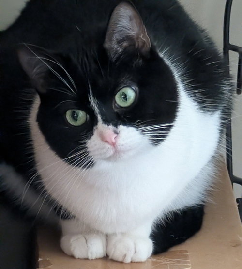 STRUMPET, Baby Domestic Short Hair (short coat), cat for adoption in Decatur, Alabama