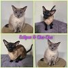 adoptable Cat in  named Eclipse and Cha-Cha