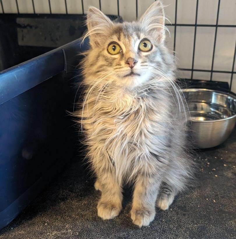 adoptable Cat in Capshaw, AL named FAUNA