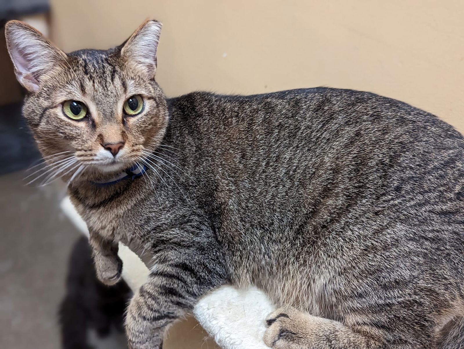 adoptable Cat in Capshaw, AL named EDISON