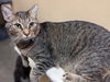 adoptable Cat in Capshaw, AL named EDISON