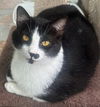 adoptable Cat in Capshaw, AL named WILLY WONKA