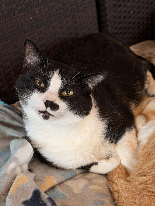 WILLY WONKA, an adoptable Domestic Short Hair in Capshaw, AL