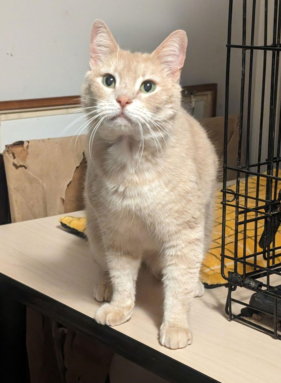 adoptable Cat in Capshaw, AL named CAGNEY