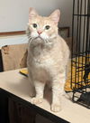 adoptable Cat in , AL named CAGNEY