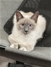 adoptable Cat in , AL named ROULETTE