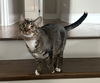 adoptable Cat in Capshaw, AL named SULLIVAN