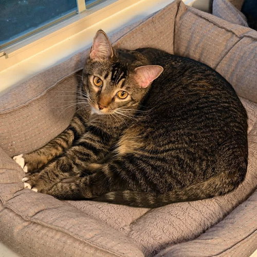 SULLIVAN, Young Tabby (short coat), cat for adoption in Florence, Alabama