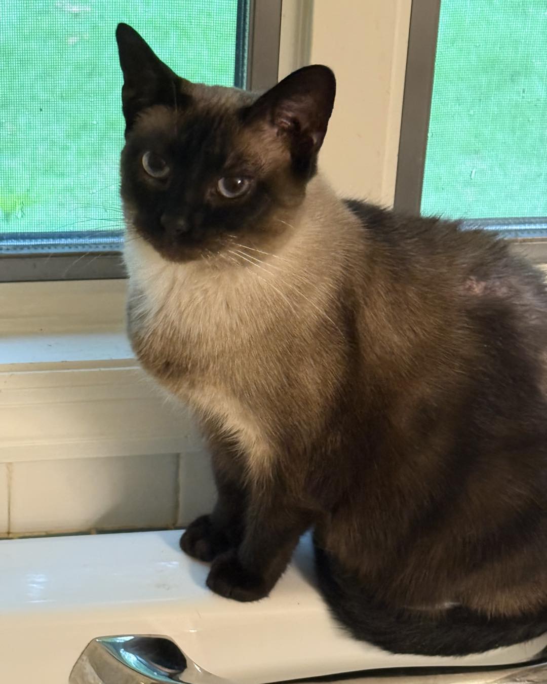 adoptable Cat in Capshaw, AL named NORI