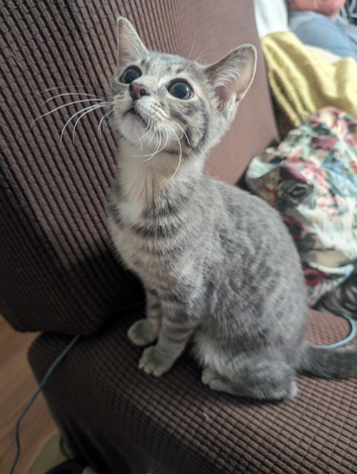 Photo 2 of NICKEL