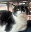 adoptable Cat in Capshaw, AL named GUMDROP