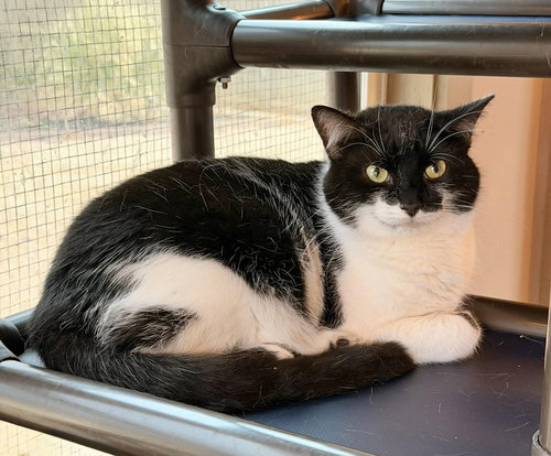 GUMDROP, Young Domestic Short Hair (short coat), cat for adoption in Florence, Alabama