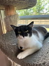 adoptable Cat in Capshaw, AL named GUMDROP