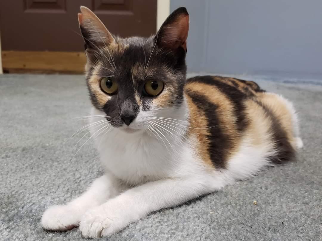 adoptable Cat in Capshaw, AL named CALLA LILY