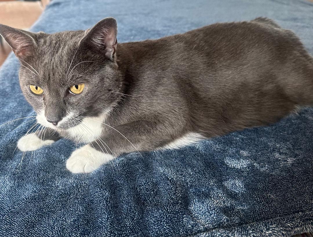 adoptable Cat in Capshaw, AL named SMOKEY