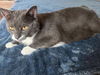 adoptable Cat in Capshaw, AL named SMOKEY