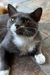 adoptable Cat in Capshaw, AL named SMOKEY