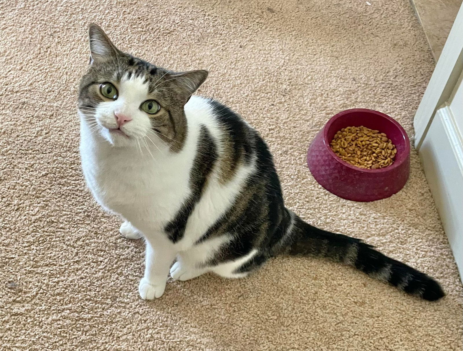 adoptable Cat in Capshaw, AL named BARRY