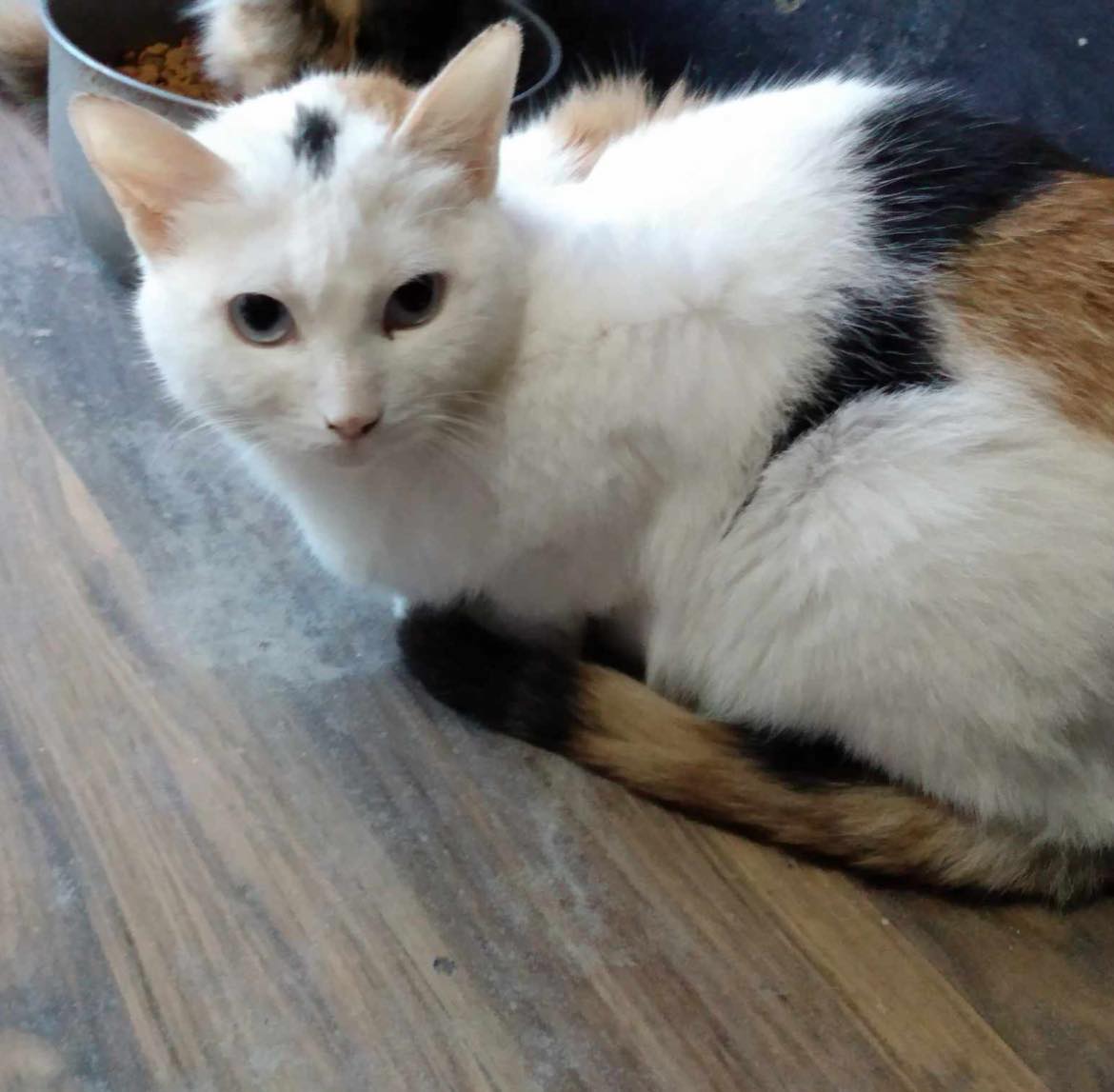 adoptable Cat in Capshaw, AL named PORTIA