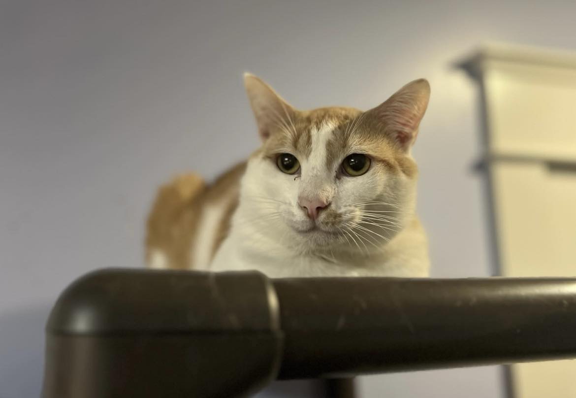 adoptable Cat in Capshaw, AL named ARCHIE