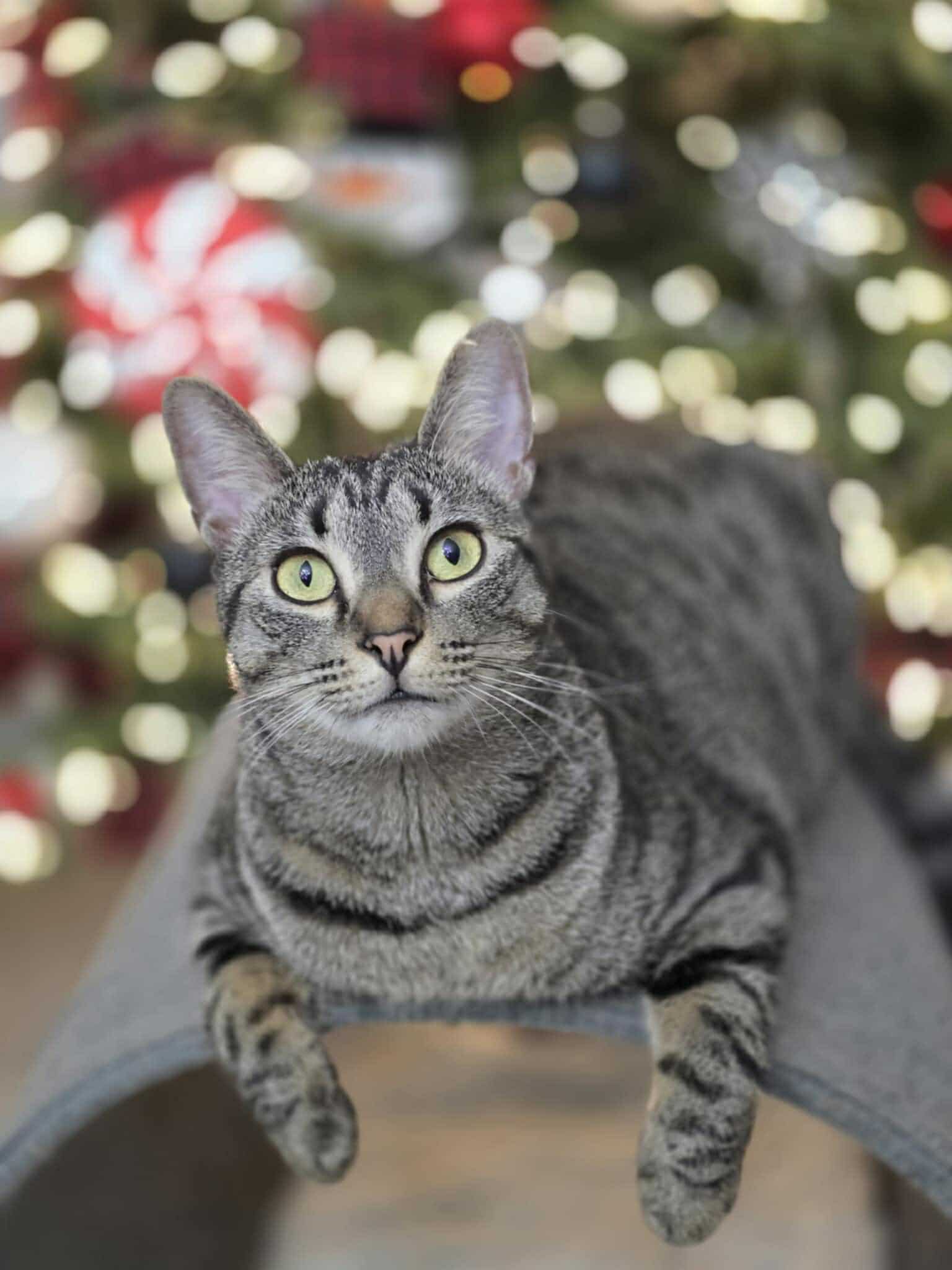 adoptable Cat in Capshaw, AL named DIXIE CHICK