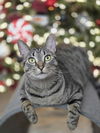adoptable Cat in Capshaw, AL named DIXIE CHICK