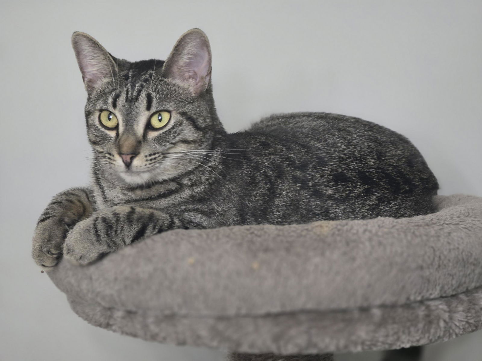 adoptable Cat in Capshaw, AL named DIXIE CHICK