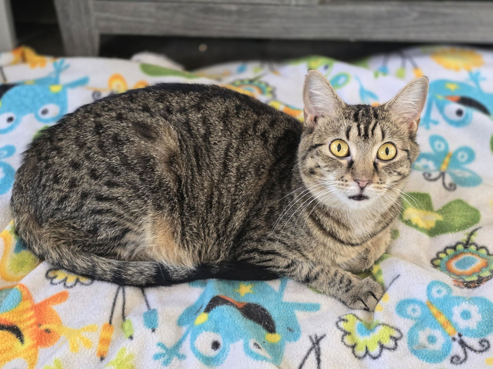 adoptable Cat in Capshaw, AL named GOODY GIRL