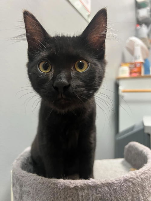 picture of the cat needing adoption