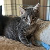 adoptable Cat in Capshaw, AL named BLUE JEAN