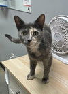 adoptable Cat in Capshaw, AL named TOTZ